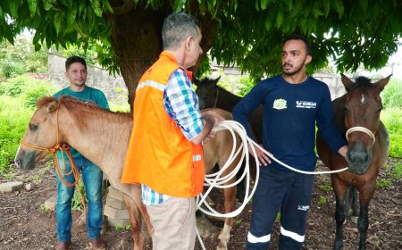 Prefeitura recolhe cavalos soltos nas ruas de Gurupi para evitar acidentes