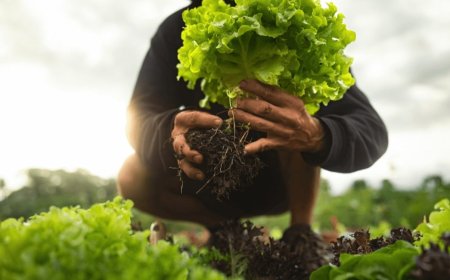 Prefeitura de Gurupi realiza Chamada Pública para aquisição de alimentos da agricultura familiar