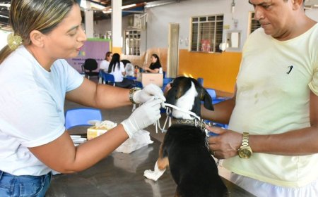 Gurupi encoleira mais de 4 mil cães em ação de combate à leishmaniose