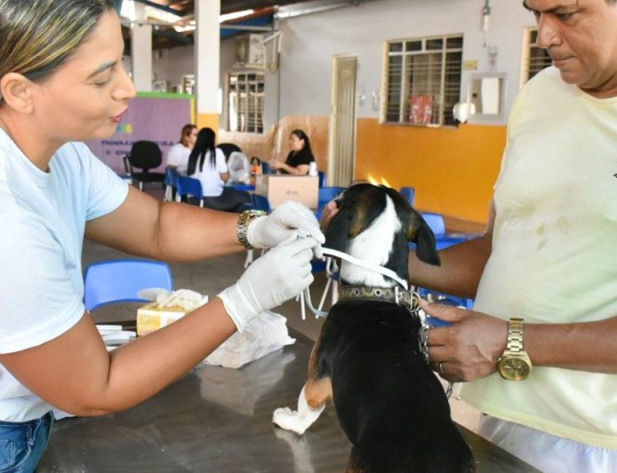 Gurupi encoleira mais de 4 mil cães em ação de combate à leishmaniose