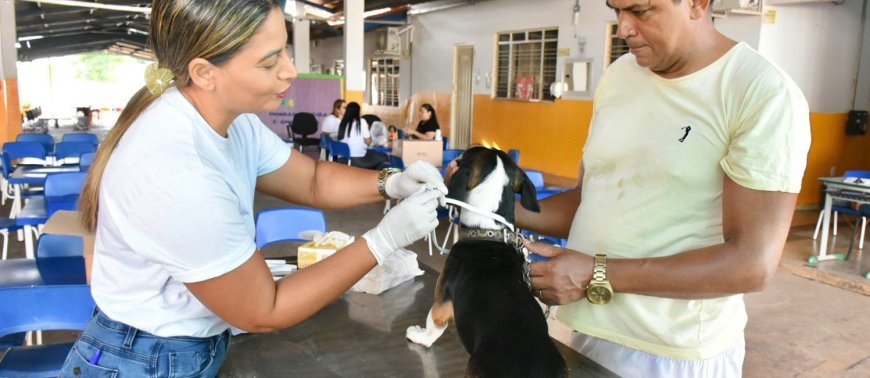 Gurupi encoleira mais de 4 mil cães em ação de combate à leishmaniose
